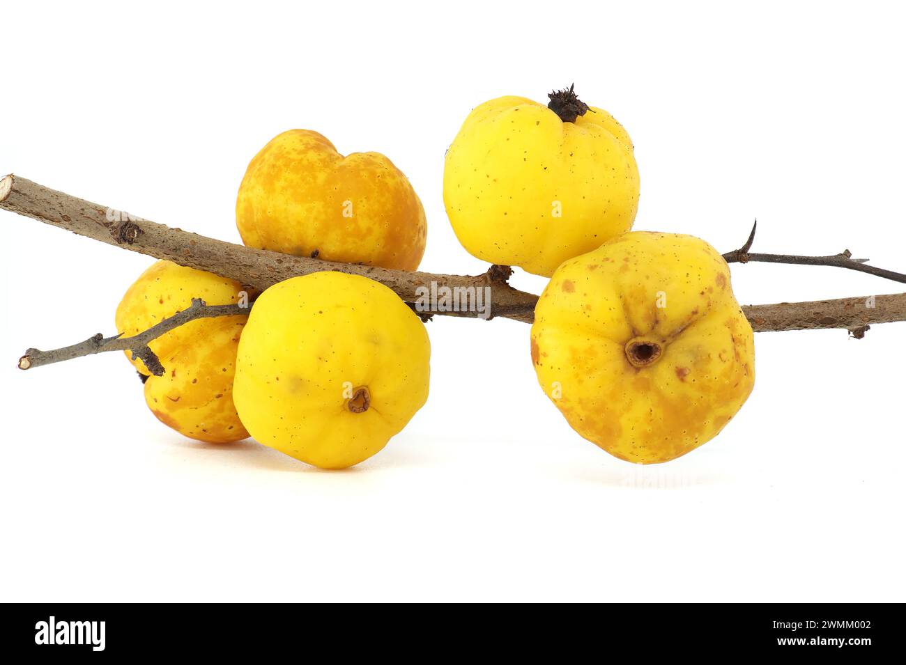 Quinc hi-res stock photography and images - Alamy