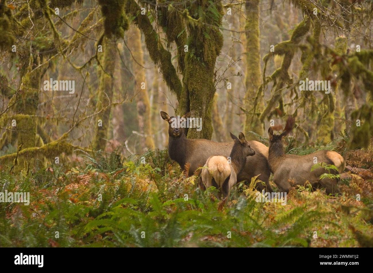Elk are largest mammals in north america hi-res stock photography and ...