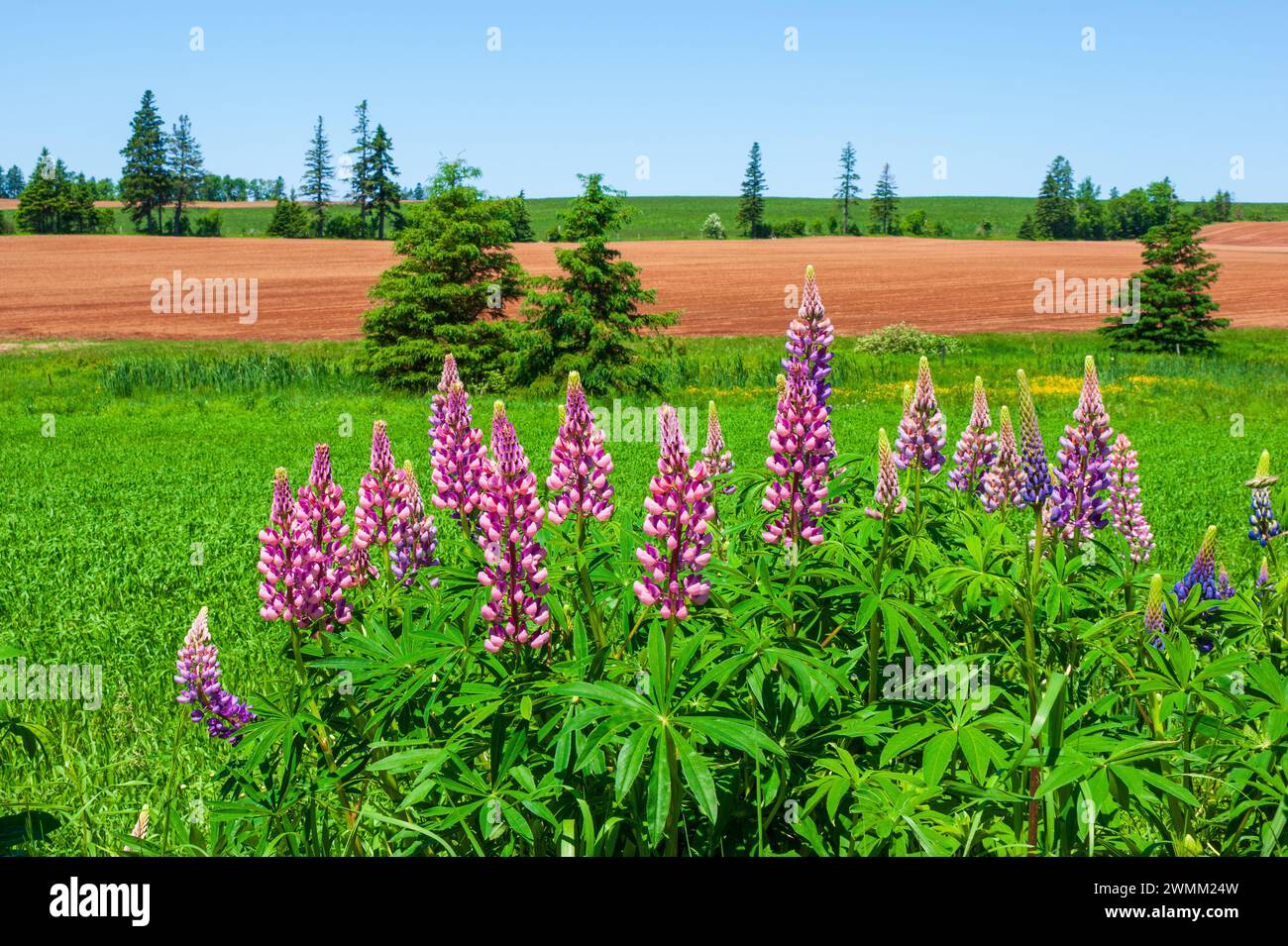 Colorful lupine flowers in shades of pink and purple. Farmlands with green and plowed fields, spotted with spruce trees. Prince Edward Island, Canada. Stock Photo