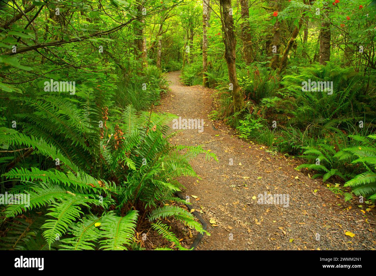 Pioneer Path Trail, Kilchis Point Reserve, Bay City, Oregon Stock Photo