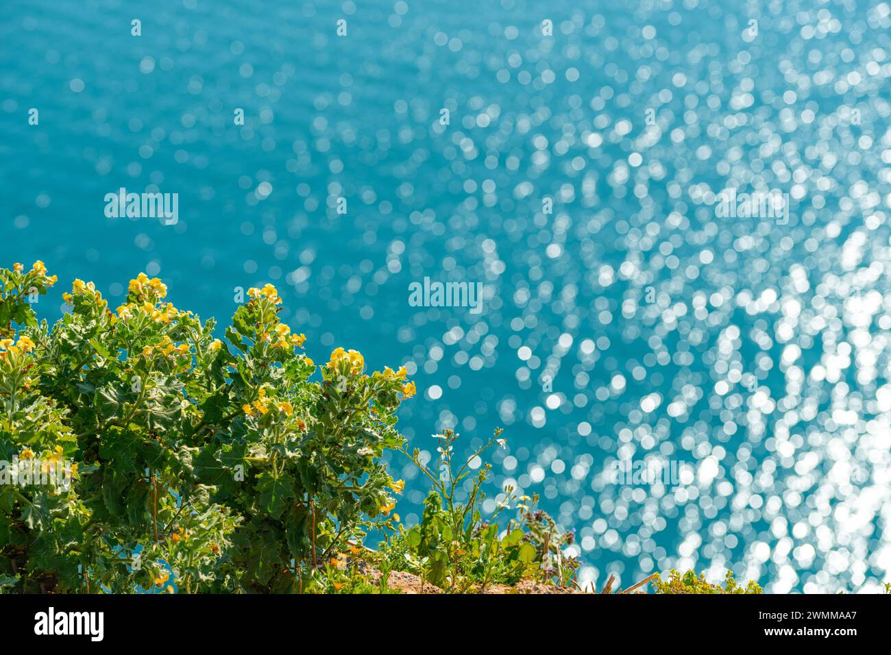 Yellow spring flowers with the sea in the background on a sunny spring day Stock Photo