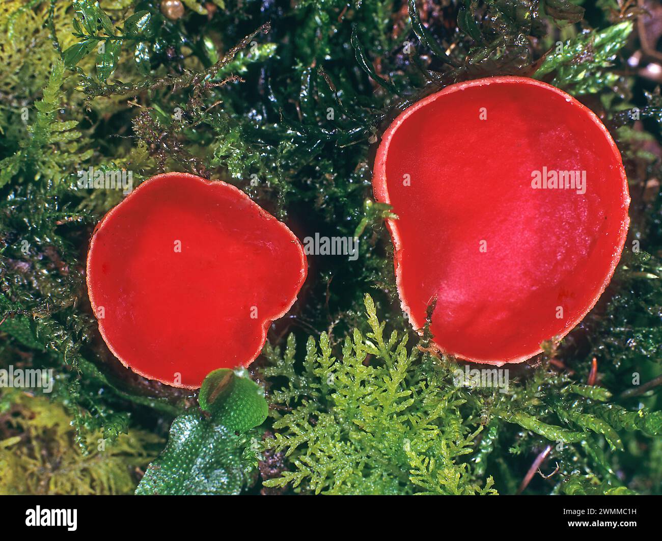 Peziza coccinea grow in forests on dead wood. Peziza coccinea South Germany Stock Photo