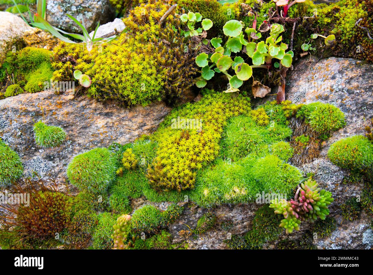 Plants on a stone wall. Stock Photo