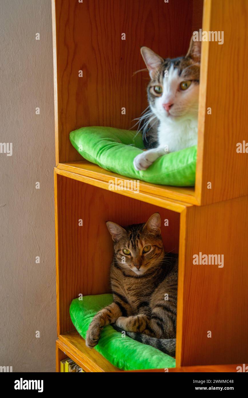Two cats resting in a squared unit. Stock Photo