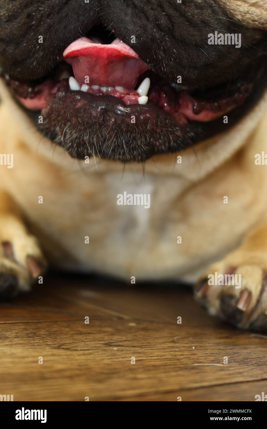 Close up portrait of smiling beige + black colored fawn French Bulldog with its tongue sticking out and mouth open. Eyes + ears cut off teeth visible Stock Photo