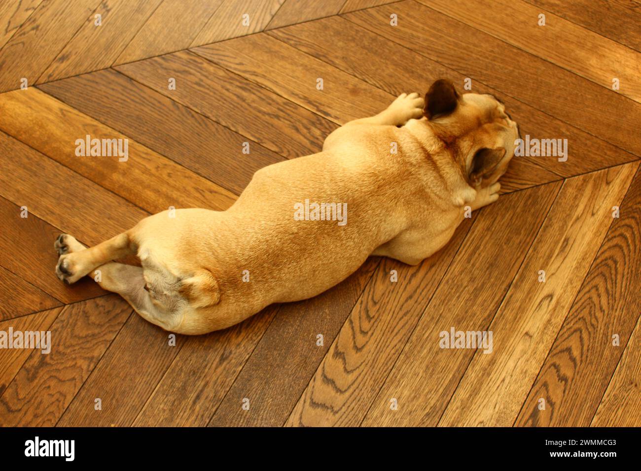 Top down portrait of a fawn French Bulldog on wood seen lying down and relaxing on a wooden floor Stock Photo