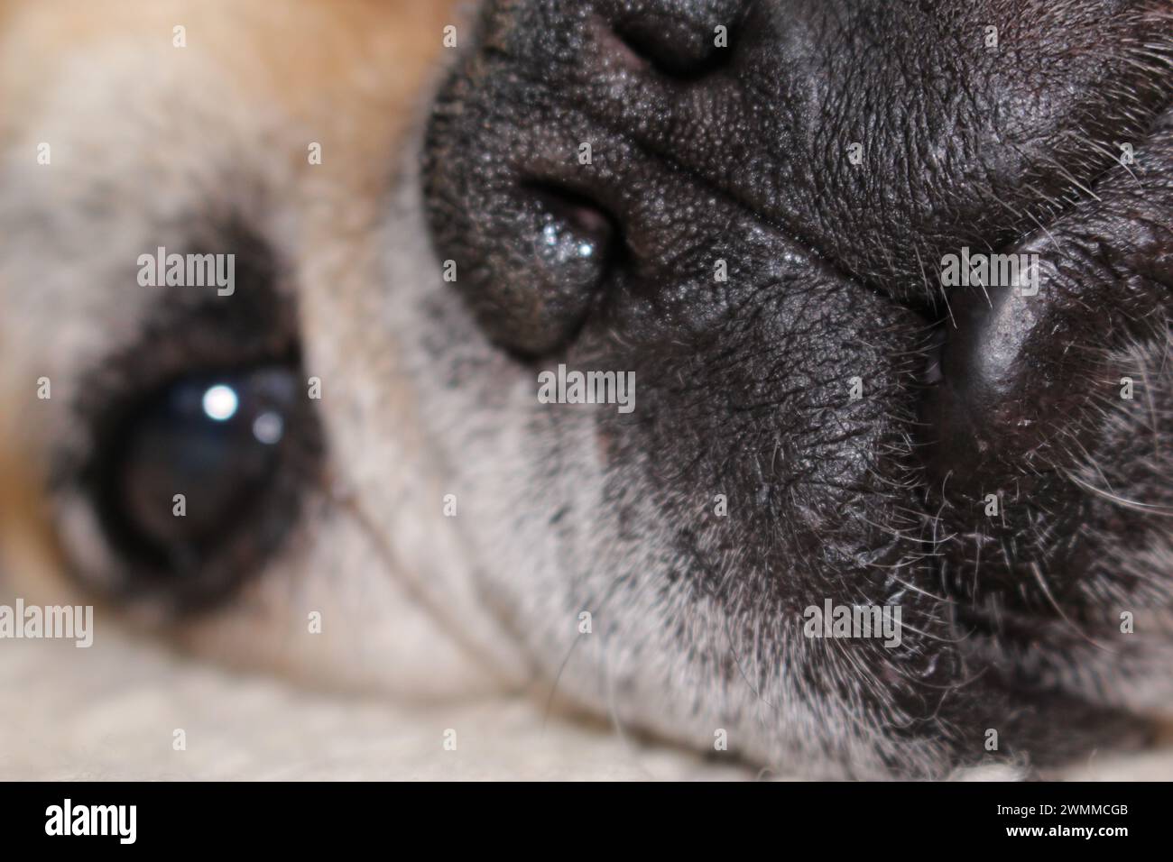 Extreme close up portrait of part of an old French Bulldog's face, lying down looking very sad upset moody melancholy dejected sorrowful disconsolate Stock Photo