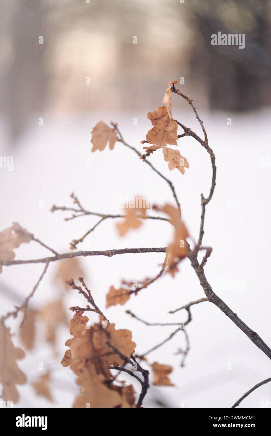 Withered plants in winter hi-res stock photography and images - Alamy
