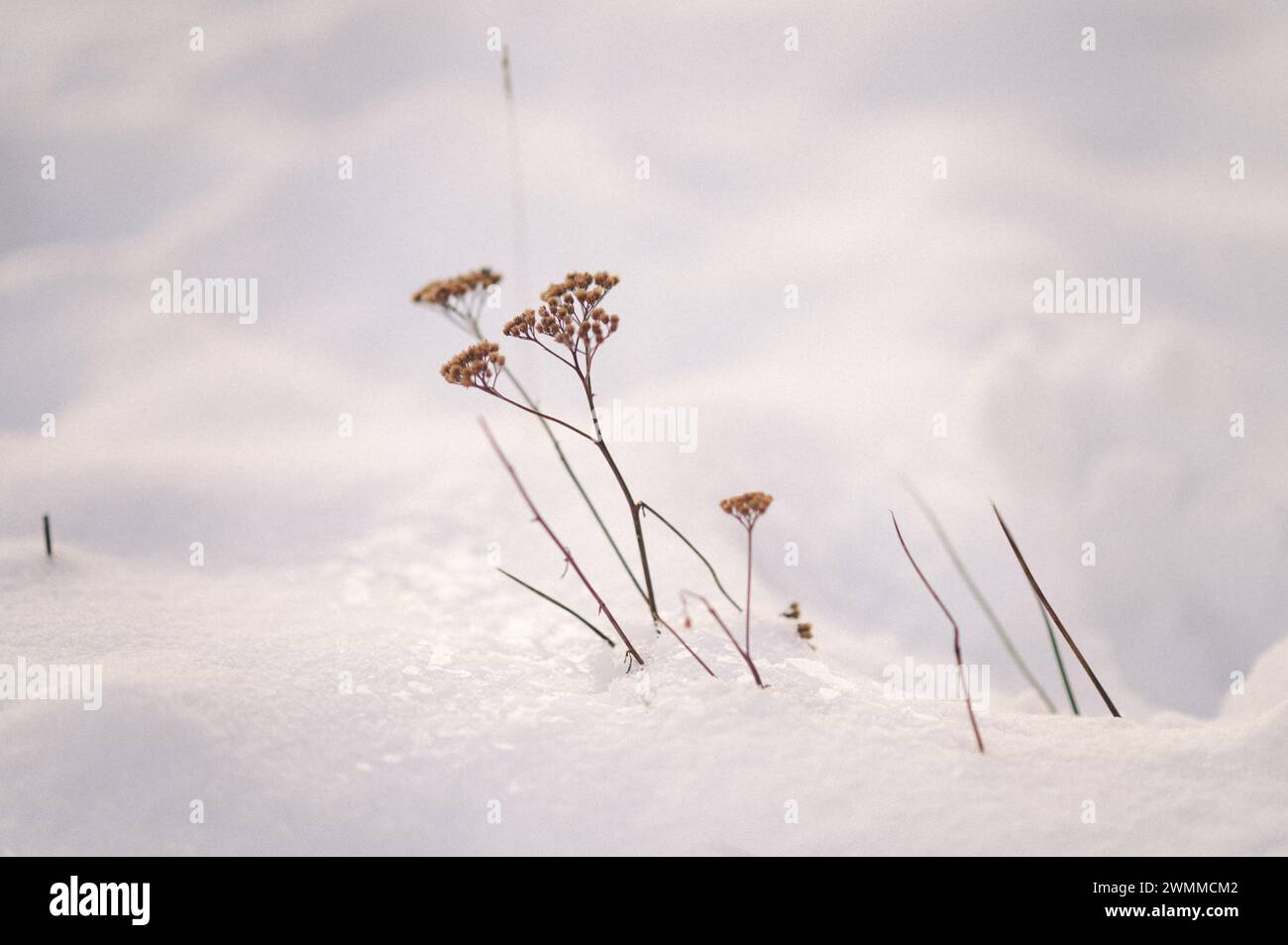 Withered plants hi-res stock photography and images - Alamy