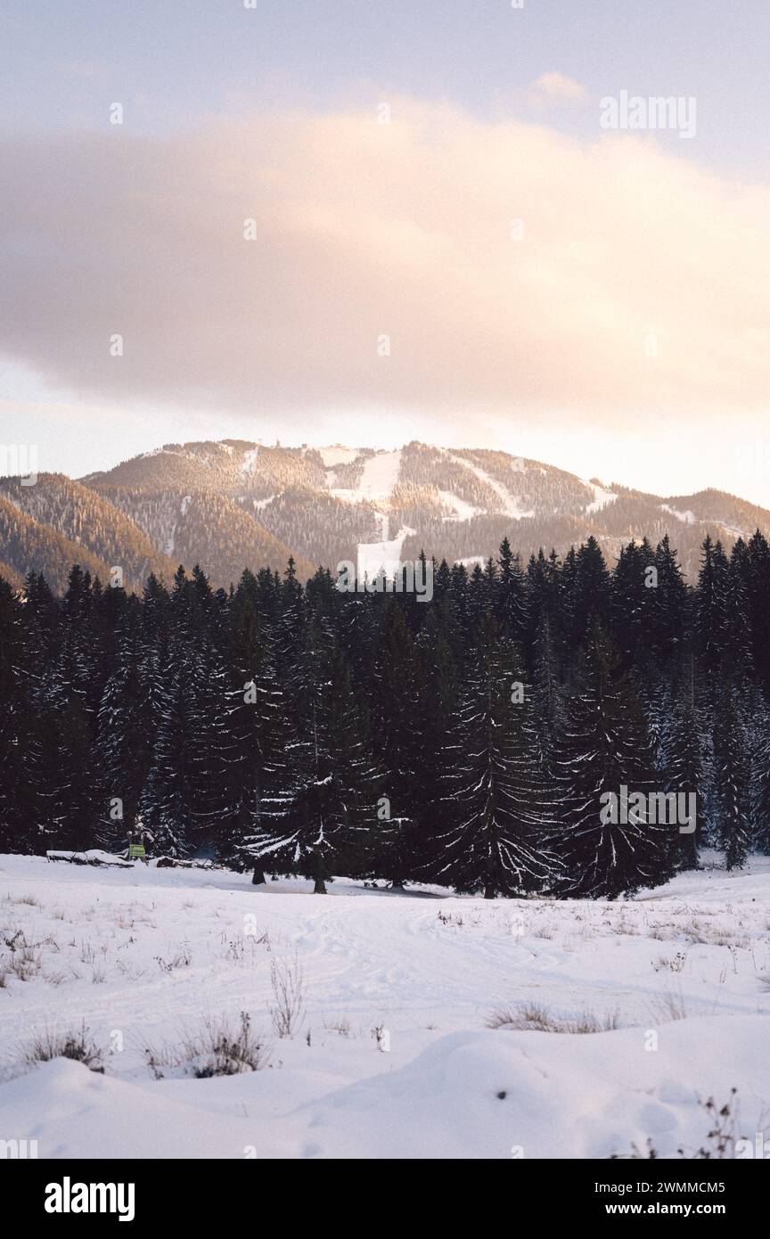 A vertical of snow-covered mountains with trees at dusk Stock Photo