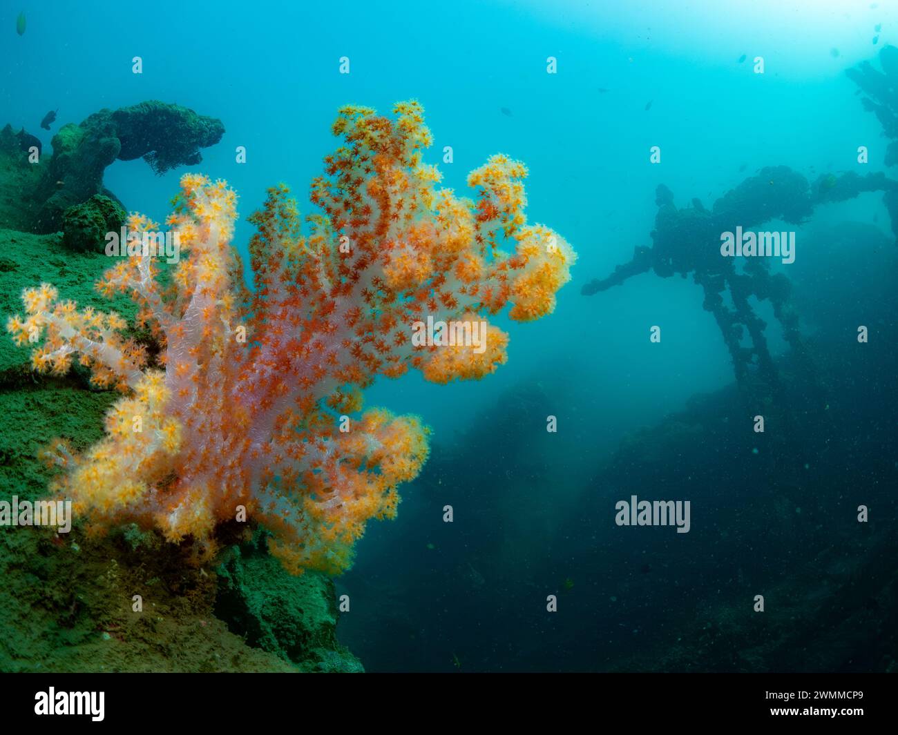 Soft corals, Bonegi 2 wreck SCUBA dive, Guadalcanal, Solomon Islands Stock Photo