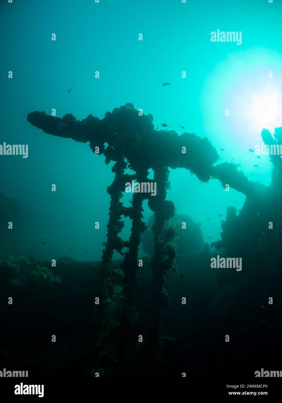 Soft corals, Bonegi 2 wreck SCUBA dive, Guadalcanal, Solomon Islands Stock Photo
