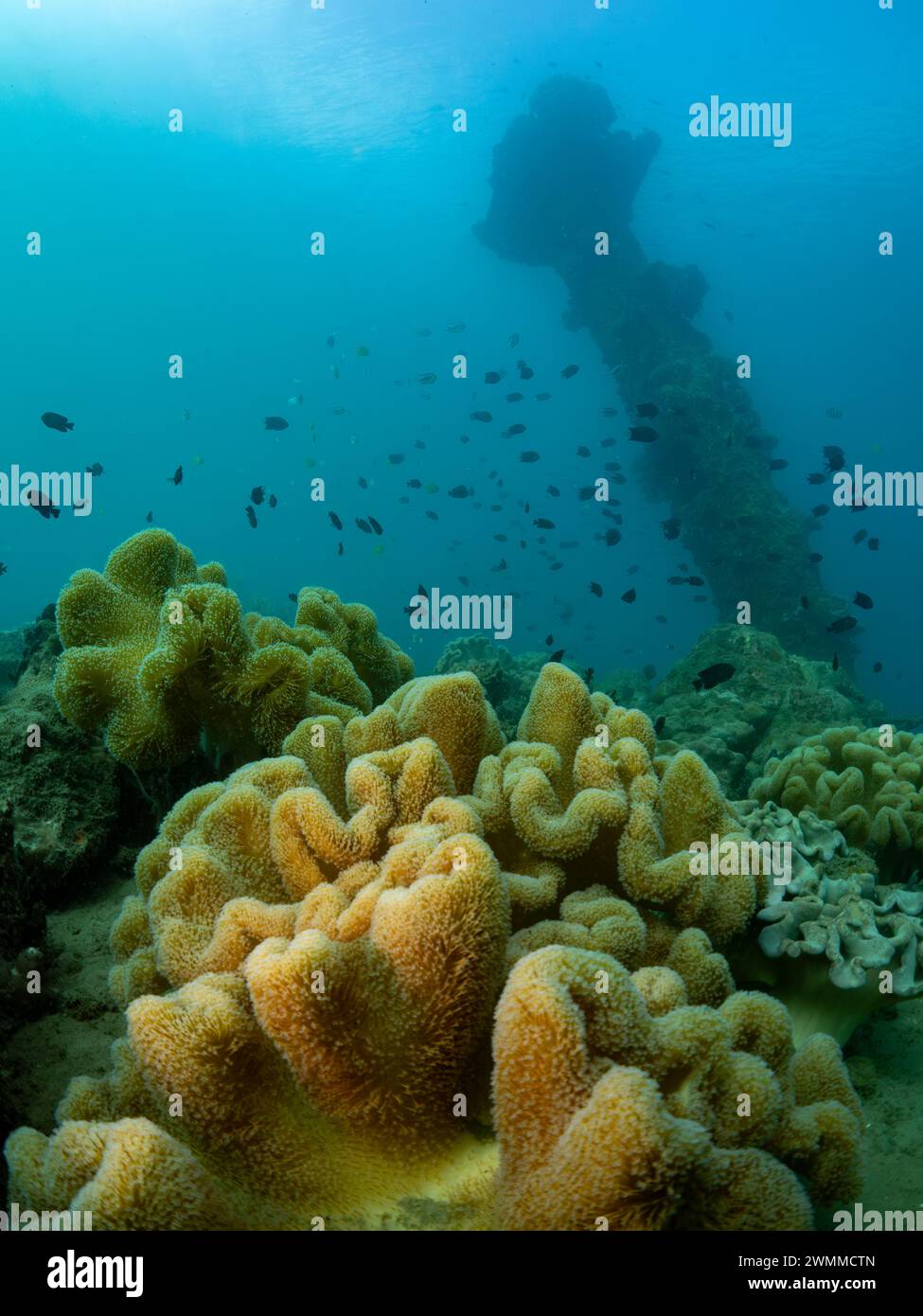 Soft corals, Bonegi 2 wreck SCUBA dive, Guadalcanal, Solomon Islands Stock Photo