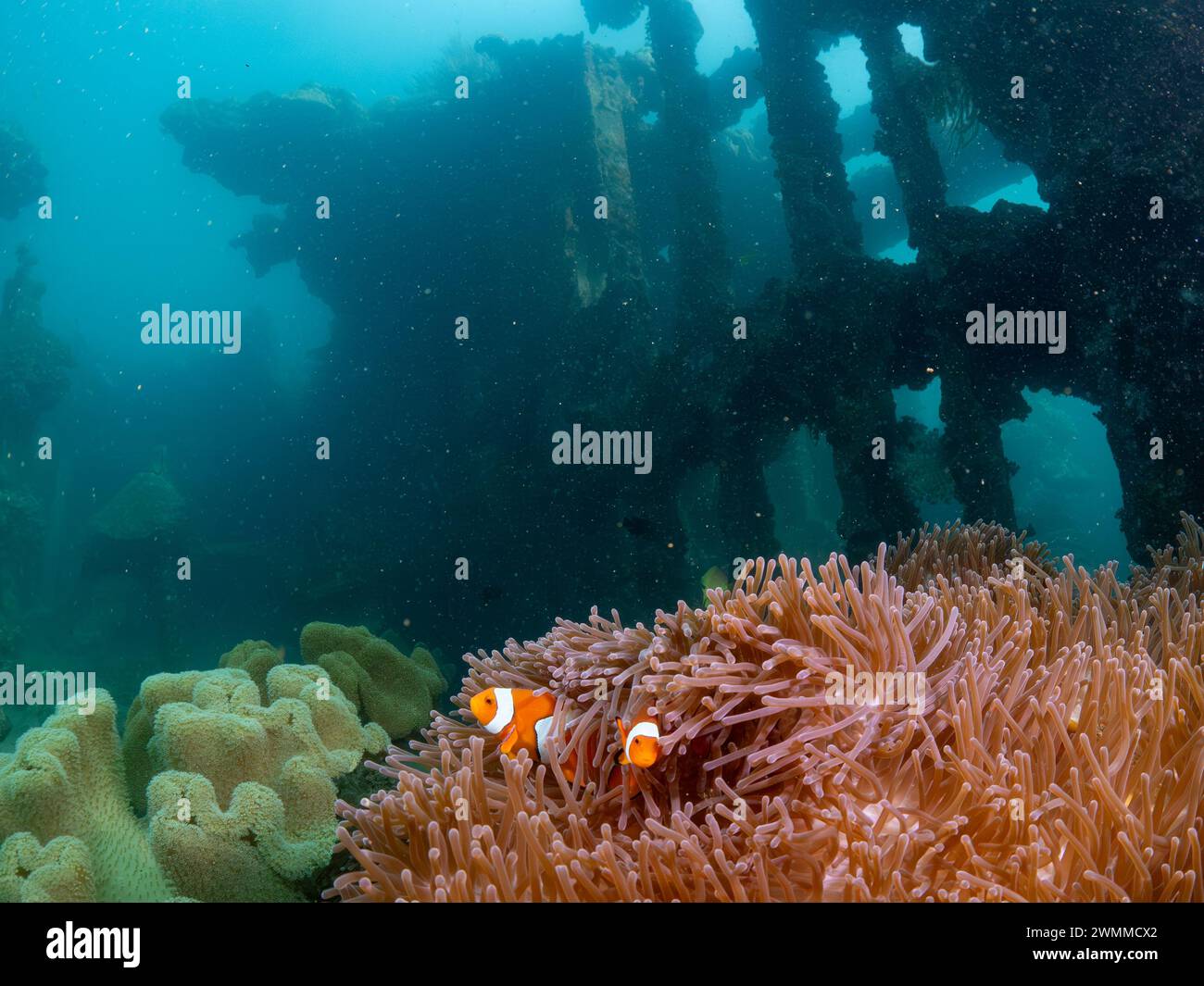 Soft corals, Bonegi 2 wreck SCUBA dive, Guadalcanal, Solomon Islands Stock Photo