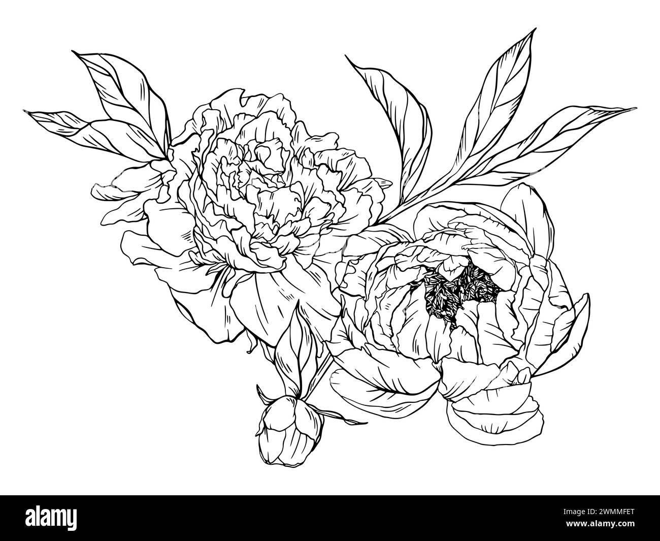 Sketch Peonies Composition, Hand Drawn Illustration of Peony, Leaves and Bud White Background Stock Photo