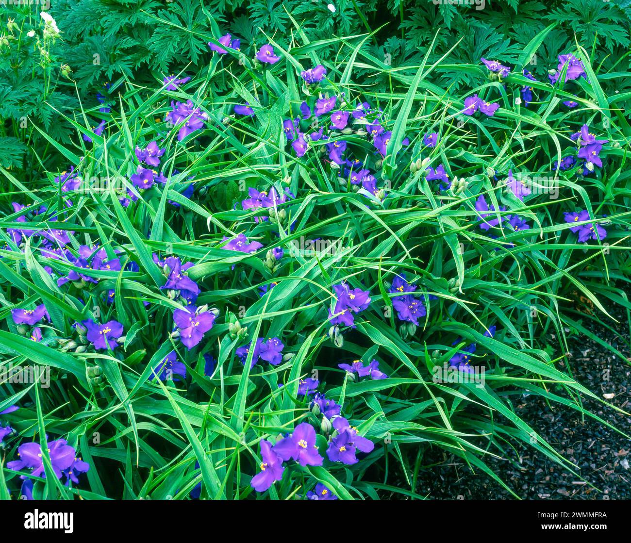 Flowering Tradescantia 'Zwanenburg Blue' / Tradescantia virginiana / Tradescantia × andersoniana perennial plant with dark blue flowers. Stock Photo