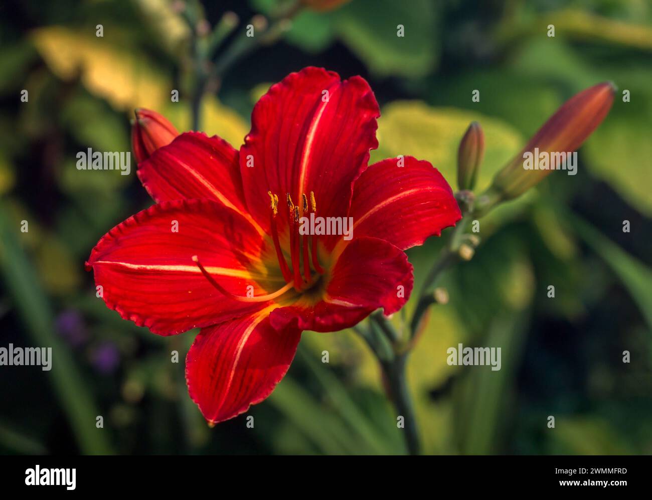Closeup of a single bright red with yellow stripe Hemerocallis 'Stafford' daylily / lily flower growing in English Garden, England, UK Stock Photo