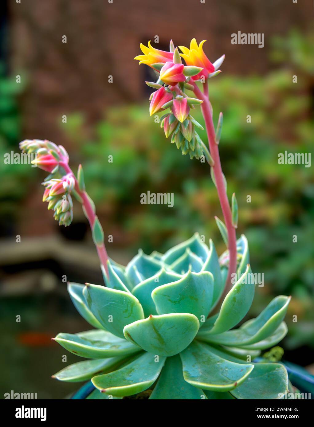 One blooming Echeveria elegans (Mexican snowball) succulent plant with orange and yellow flowers growing on stems above succulent green leaves in June Stock Photo