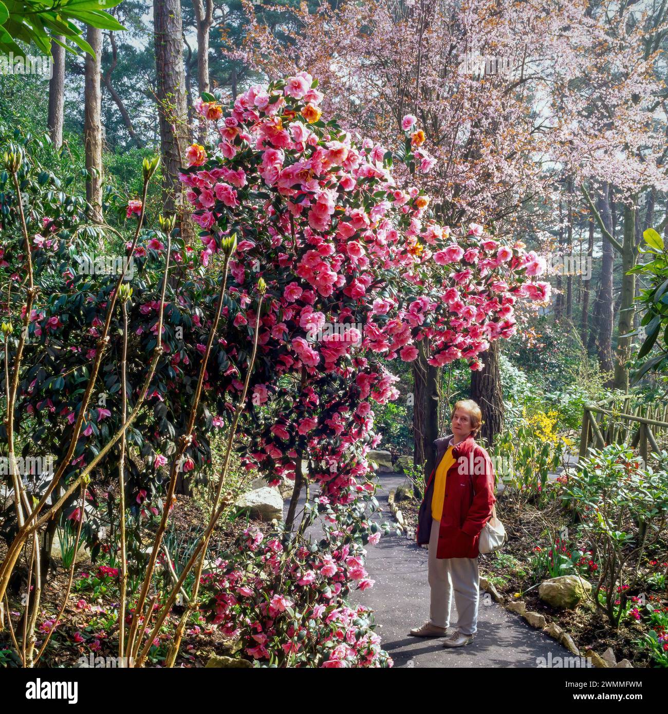 Adult female visitor admires pink Camellia blossom / Camellias in full bloom in Compton Acres Gardens in April 1996, Dorset, England, UK Stock Photo