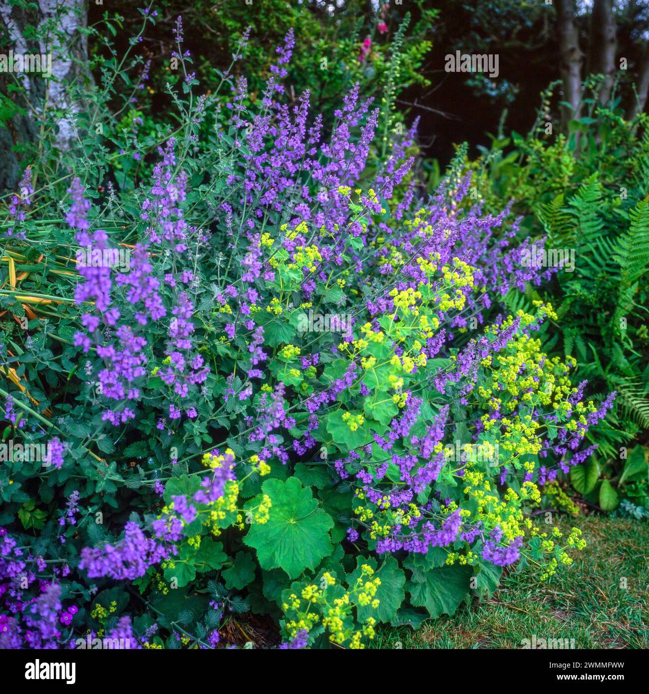 Colourful lavender blue flowers of Nepeta (Catmint) with yellow flowers of Alchemilla mollis (Lady's mantle) growing in English Garden border in June. Stock Photo