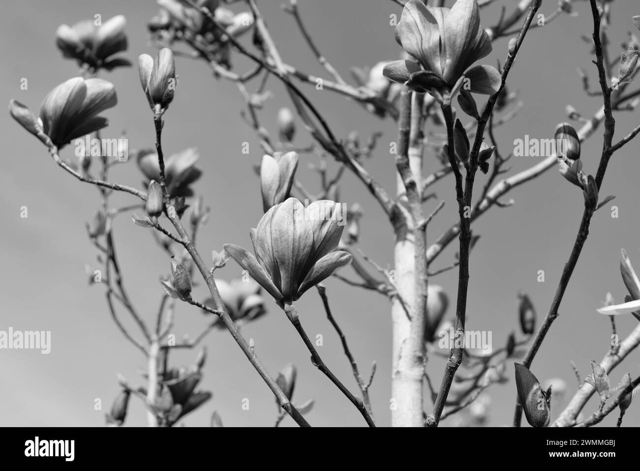 pink flowers of magnolia tree in full bloom Stock Photo - Alamy