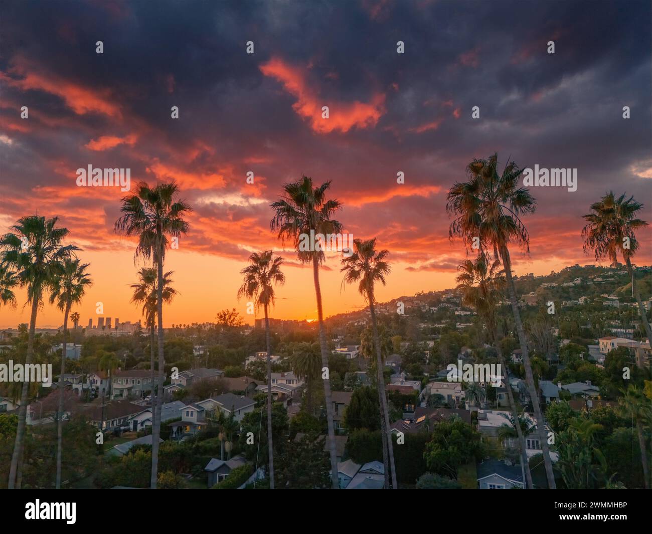 Hollywood California Sunset Palm Tree