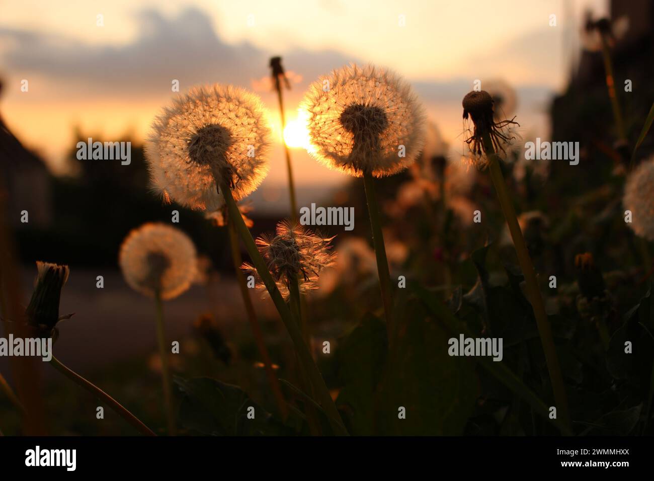 Glowing dandelion (Taraxacum officinale) seedheads at sunset - natural warm wallpaper, screensaver, background. Weeds look stunning at golden hour Stock Photo