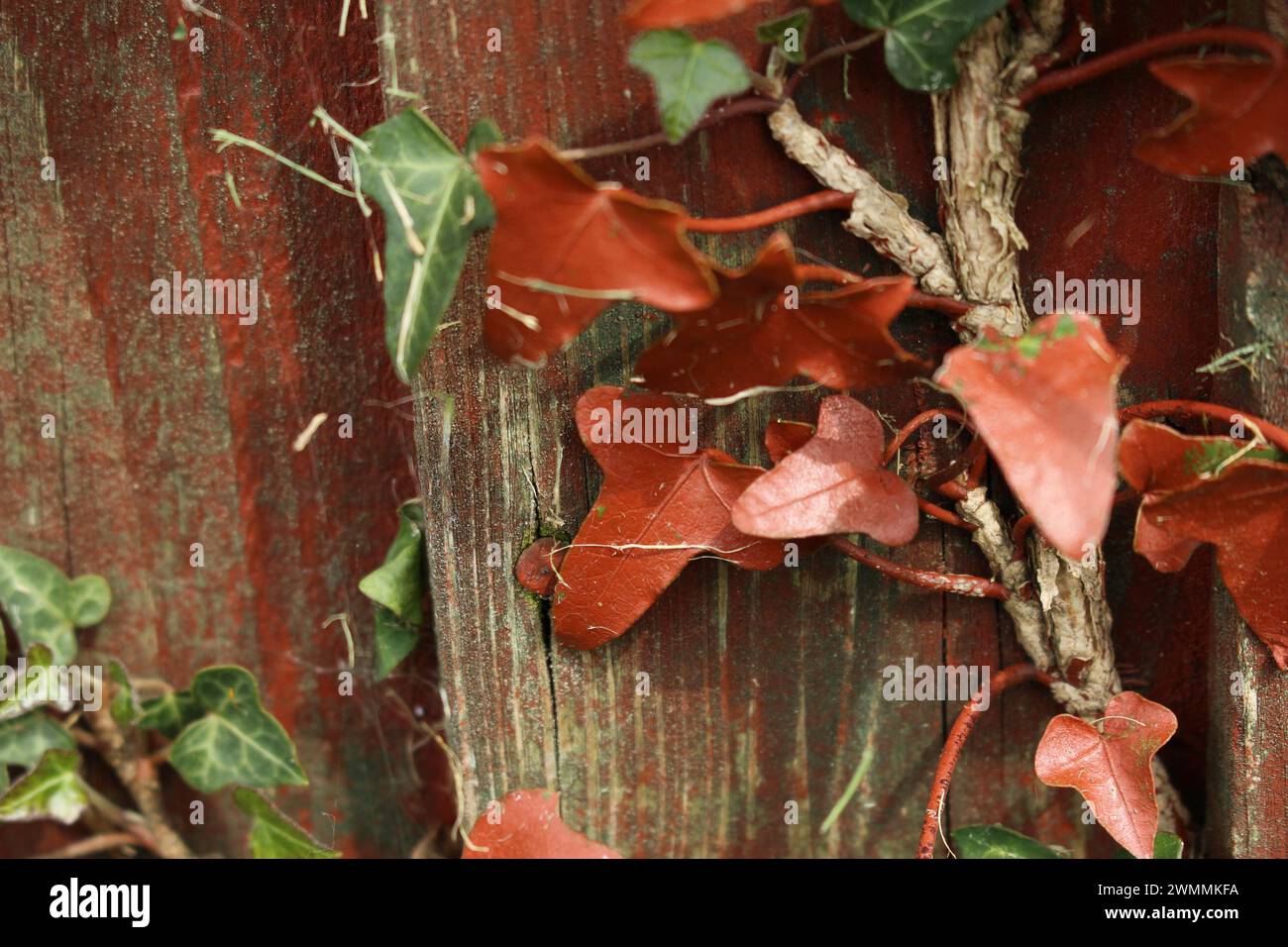 Natural green ivy growing on a wooden fence, covered in iron red paint from when the fence was painted. Concept for contaminating nature, cool art Stock Photo