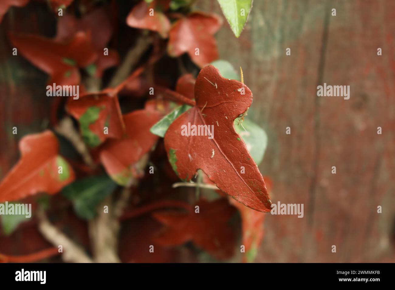 Natural green ivy growing on a wooden fence, covered in iron red paint from when the fence was painted. Concept for contaminating nature, cool art Stock Photo