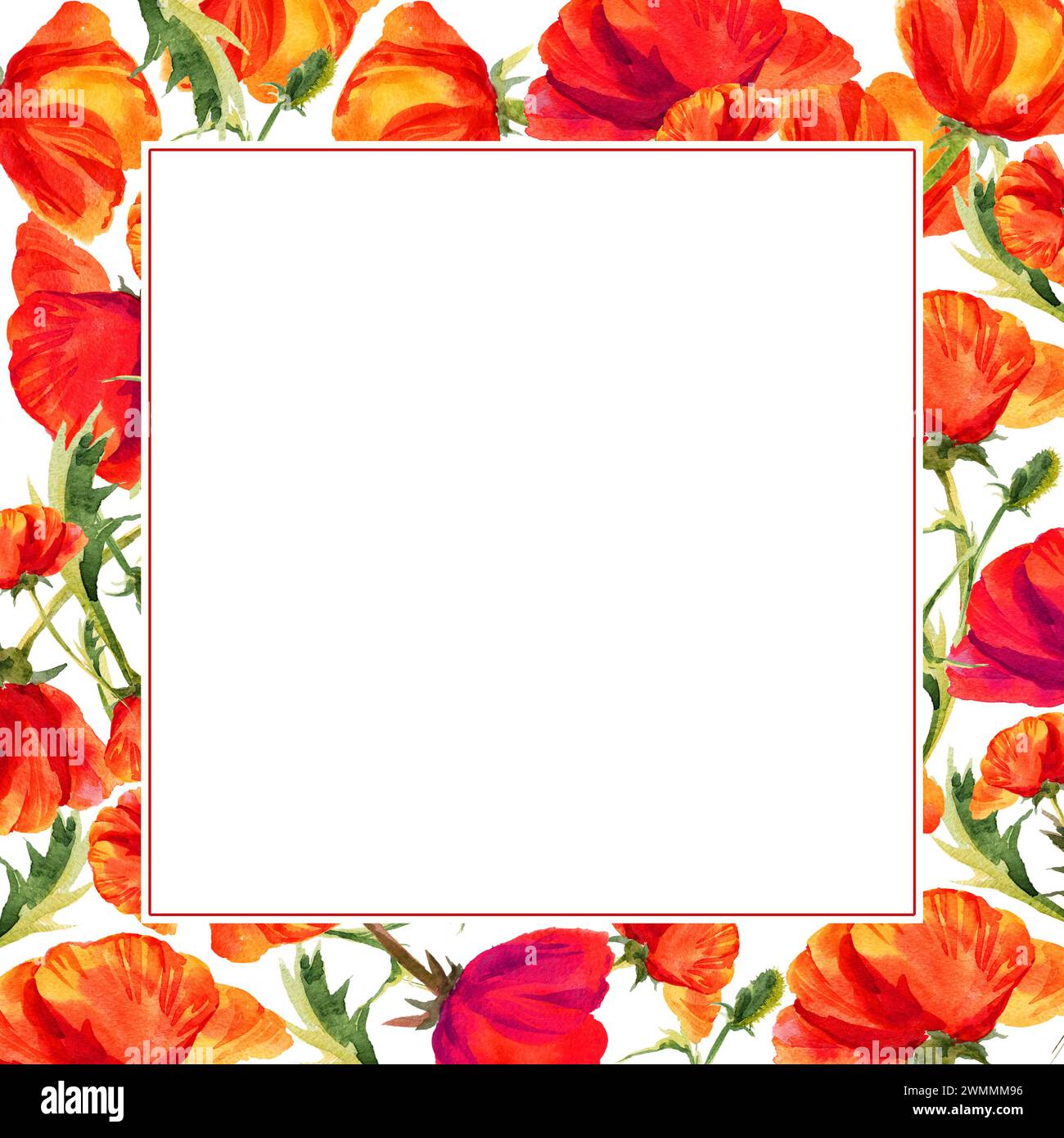 watercolor square frame with poppies, hand drawn red field flowers ...