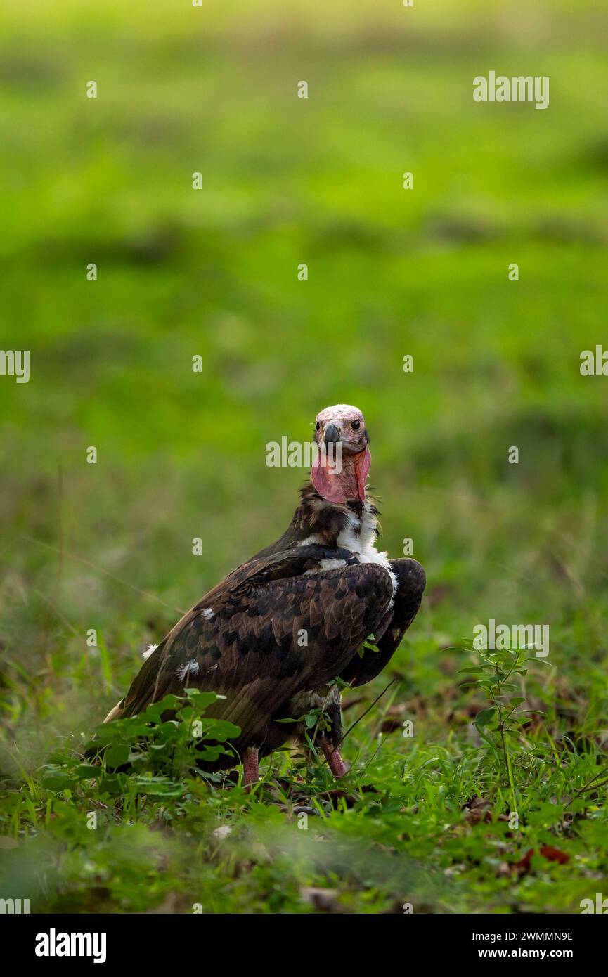 red headed vulture or sarcogyps calvus or Asian king or Indian black vulture in natural scenic green background during season safari at Bandhavgarh Stock Photo