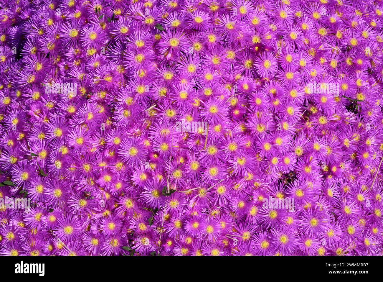 Lampranthus falcatus is a creeping succulent plant native to South Africa. Flowers. Stock Photo