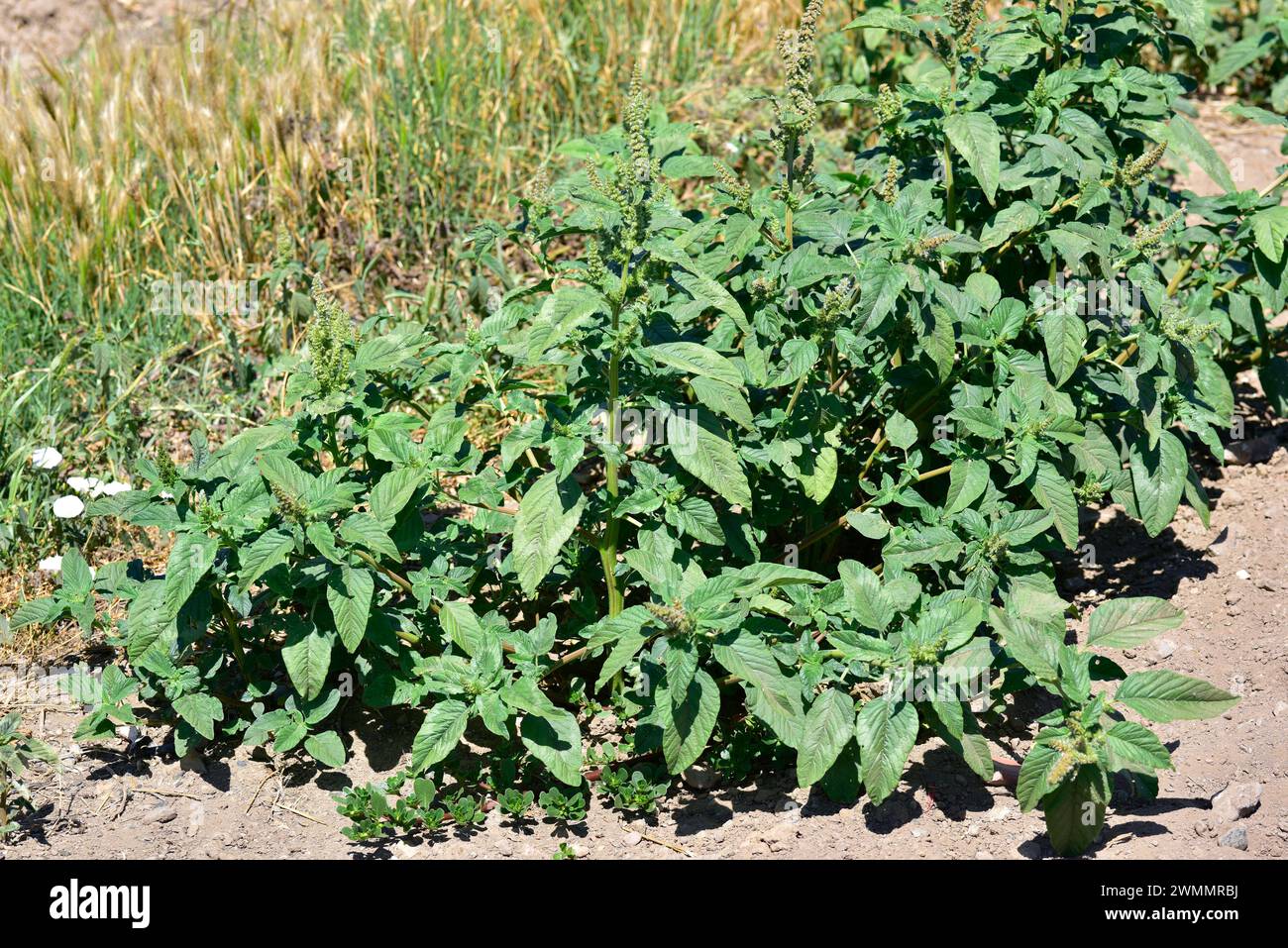 Redroot pigweed (Amaranthus retroflexus) is an annual herb native to tropical America and naturalized on most other continents. This photo was taken i Stock Photo