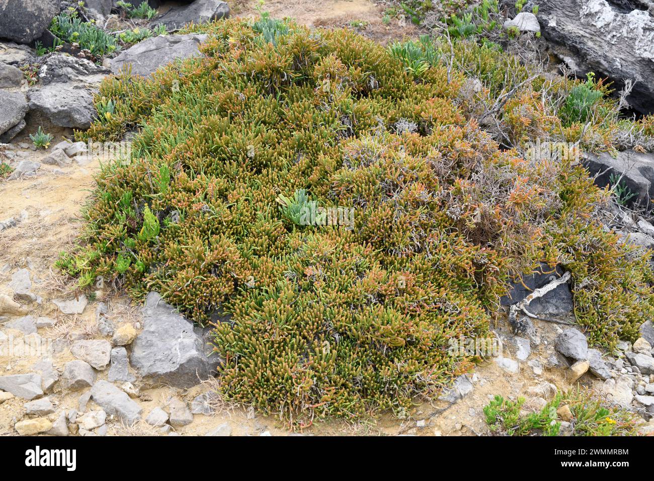 Alacranera or sosa jabonera (Arthrocnemum macrostachyum, Arthrocaulon macrostachyum or Arthrocnemum fruticosum) is a succulent evergreen shrub native Stock Photo