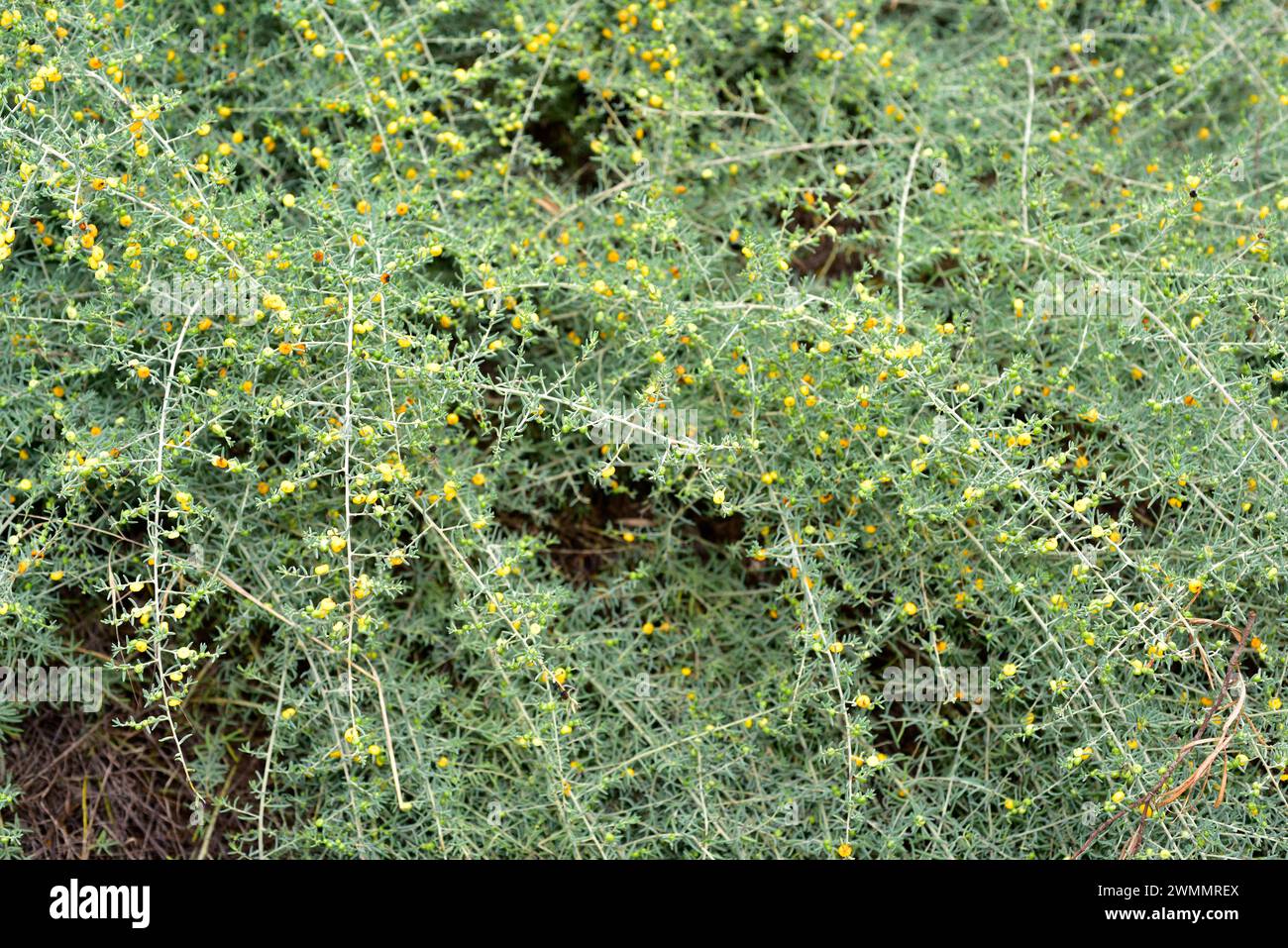 Barrier saltbush or ruby saltbush (Enchylaena tomentosa) is an evergreen shrub native to Australia. Stock Photo