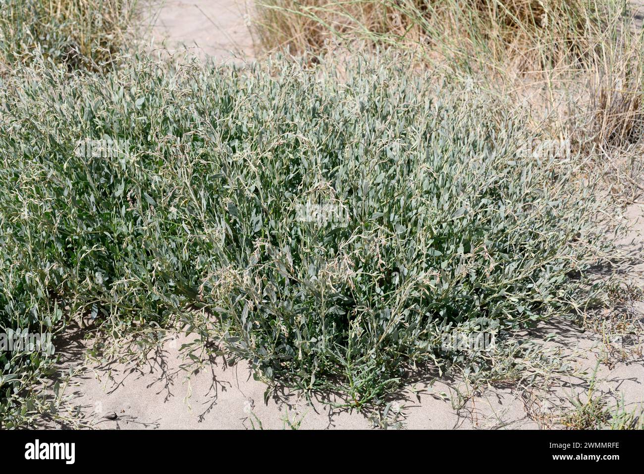 Sea purslane (Halimione portulacoides or Atriplex portulacoides) is an evergreen shrub native to salt-marshes of Europe, north Africa and Asia. Its le Stock Photo