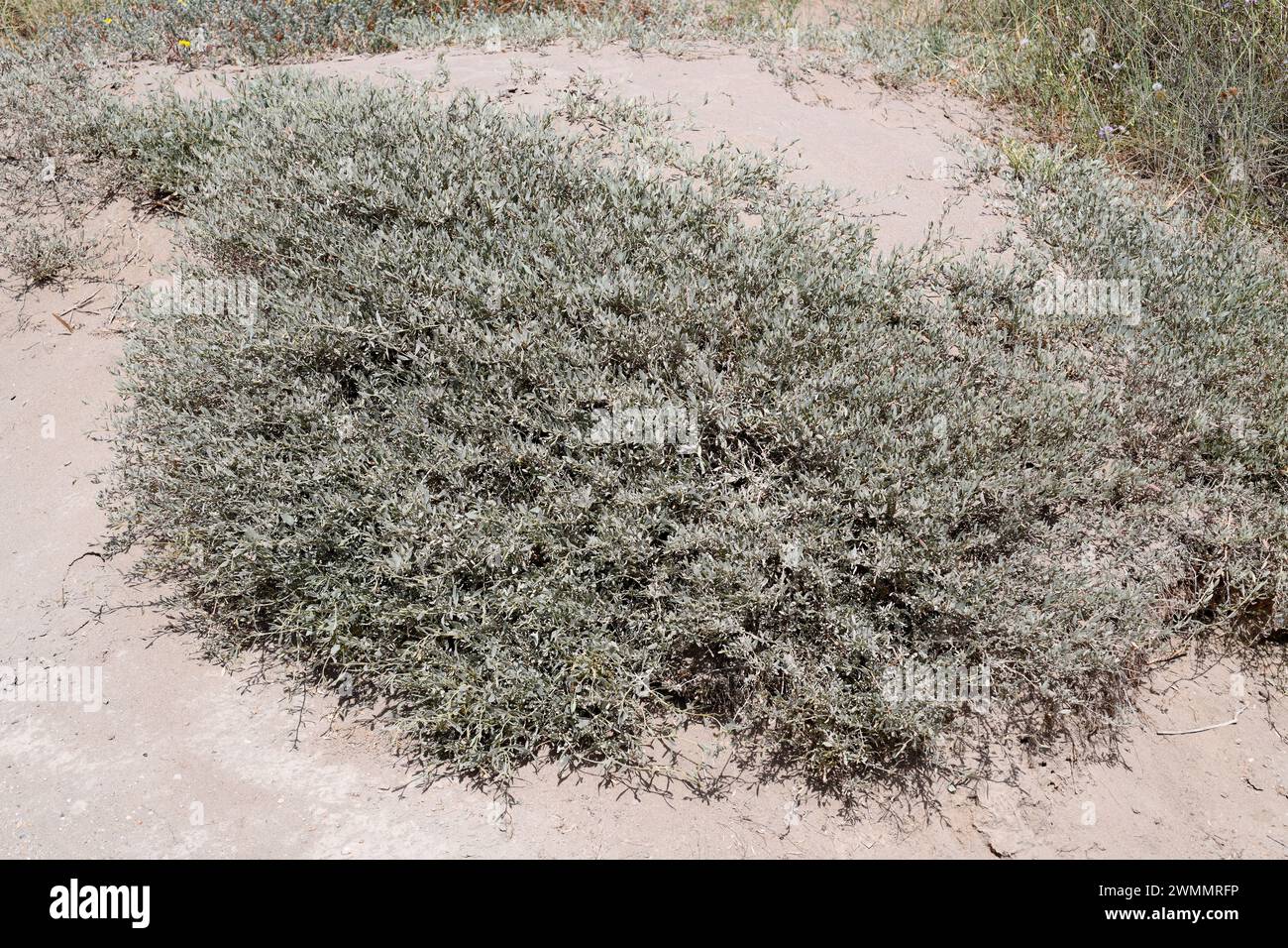 Sea purslane (Halimione portulacoides or Atriplex portulacoides) is an evergreen shrub native to salt-marshes of Europe, north Africa and Asia. Its le Stock Photo