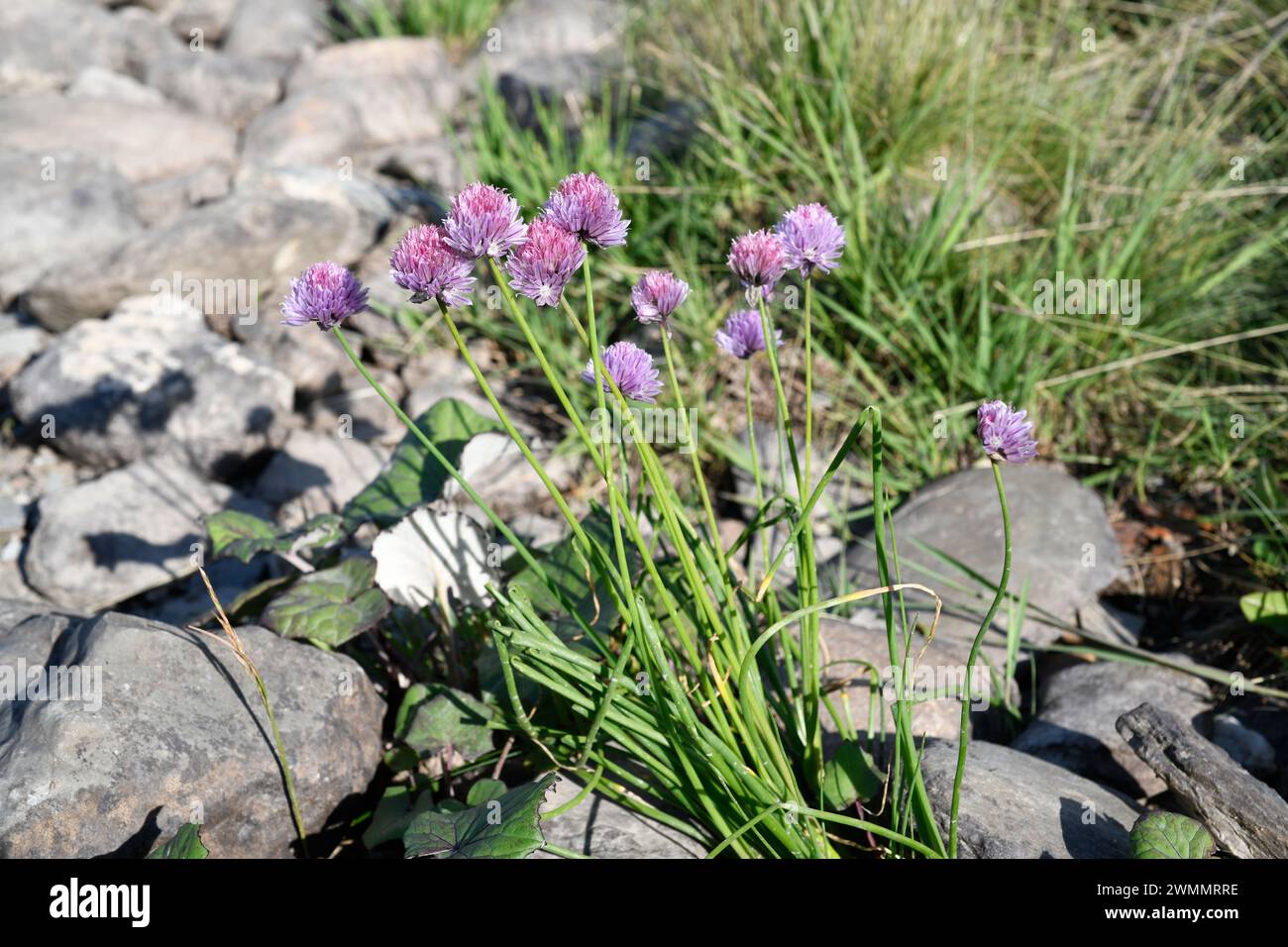 Rosy garlic (Allium roseum) is a perennial herb native to Mediterranean region. Edible bulb. This photo was taken in Valle de Aran, Lleida, Catalonia, Stock Photo