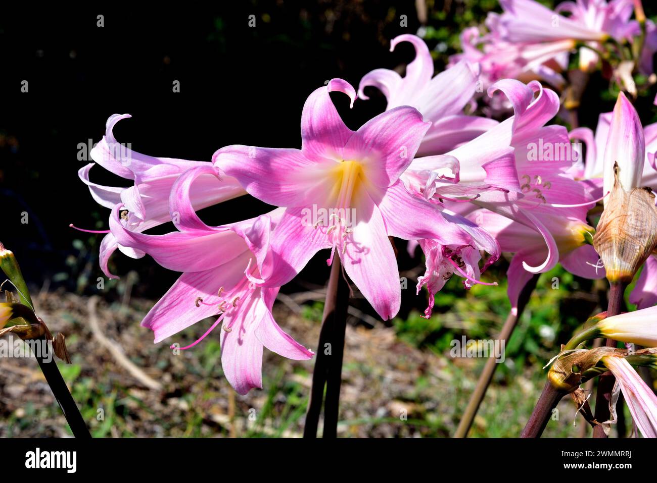 Belladonna lily or March lily (Amaryllis belladonna) is a perennial herb native to South Africa. Flowers detail. Stock Photo