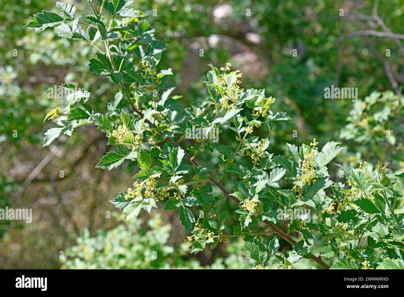 Nana berry (Rhus dentata is a deciduous tree native to South Africa. Flowers and leaves detail. Stock Photo