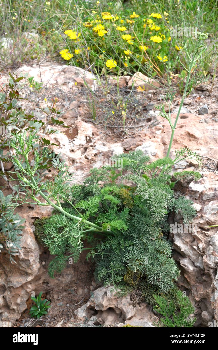 Athamanta vayredana is a perennial herb endemic to mountains of south Spain (Malaga, Granada and Almeria) and north Africa (Morocco). This photo was t Stock Photo