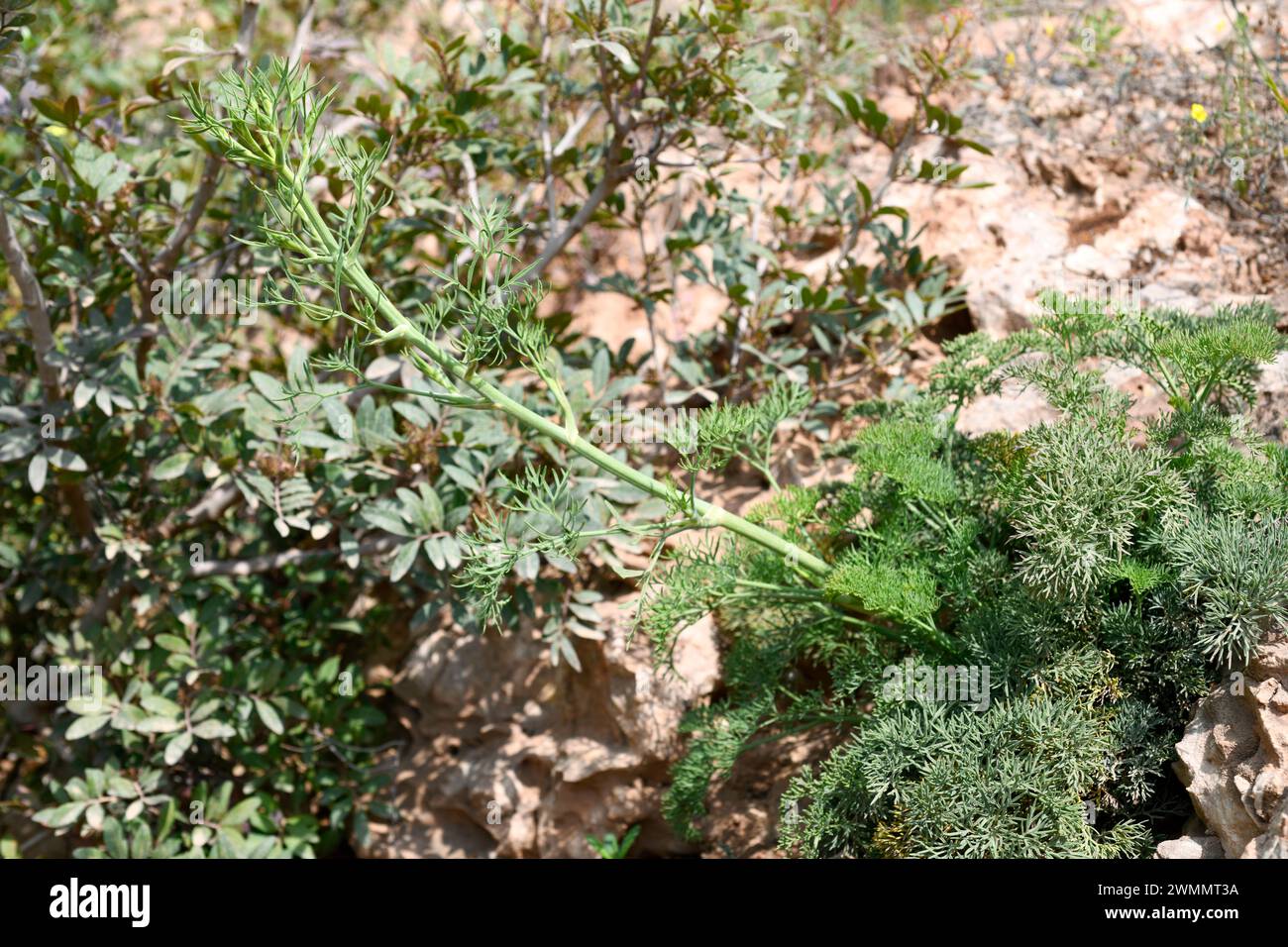Athamanta vayredana is a perennial herb endemic to mountains of south Spain (Malaga, Granada and Almeria) and north Africa (Morocco). This photo was t Stock Photo
