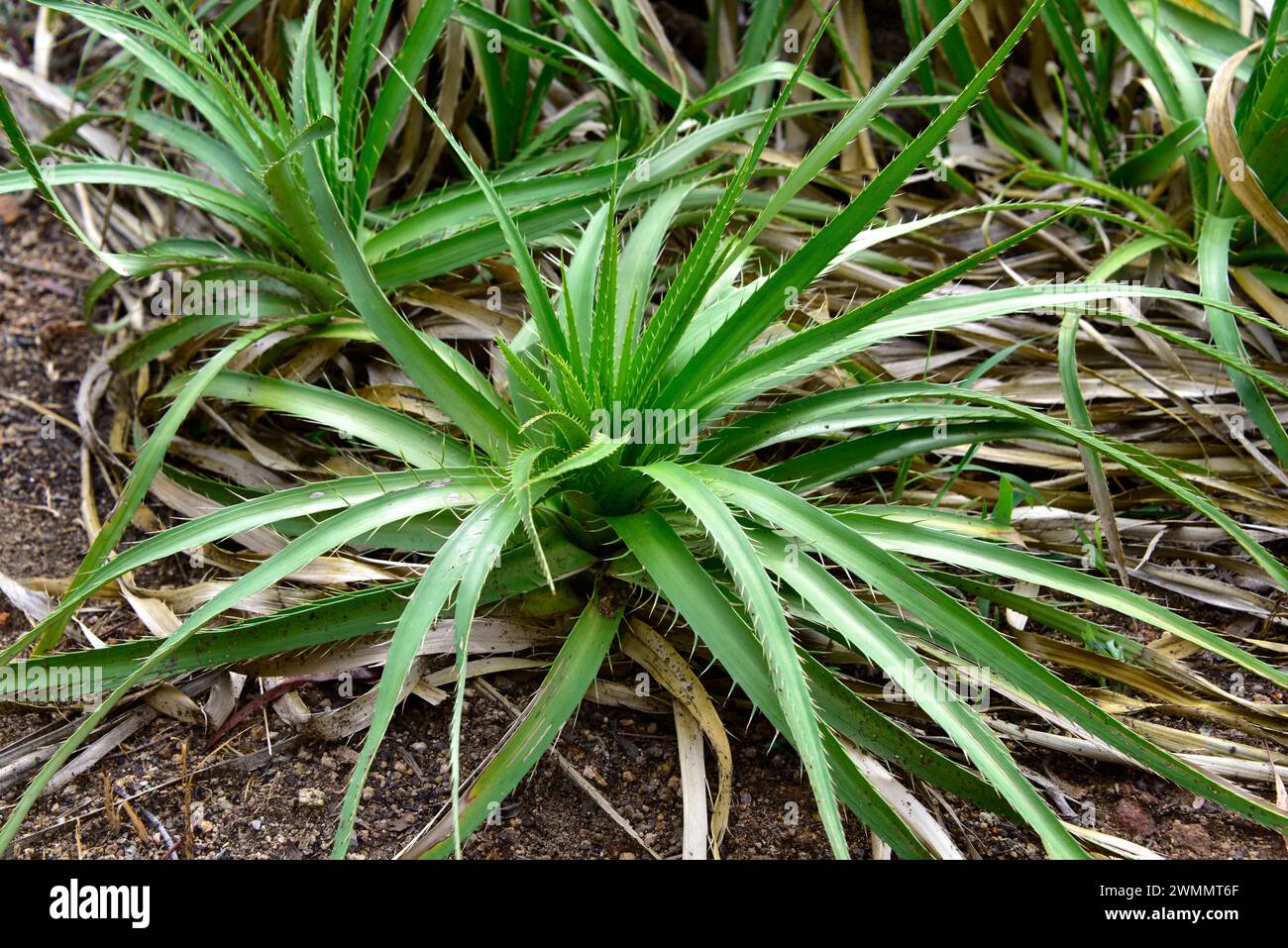 Chaguar (Eryngium paniculatum) is a thorny perennial herb native to ...