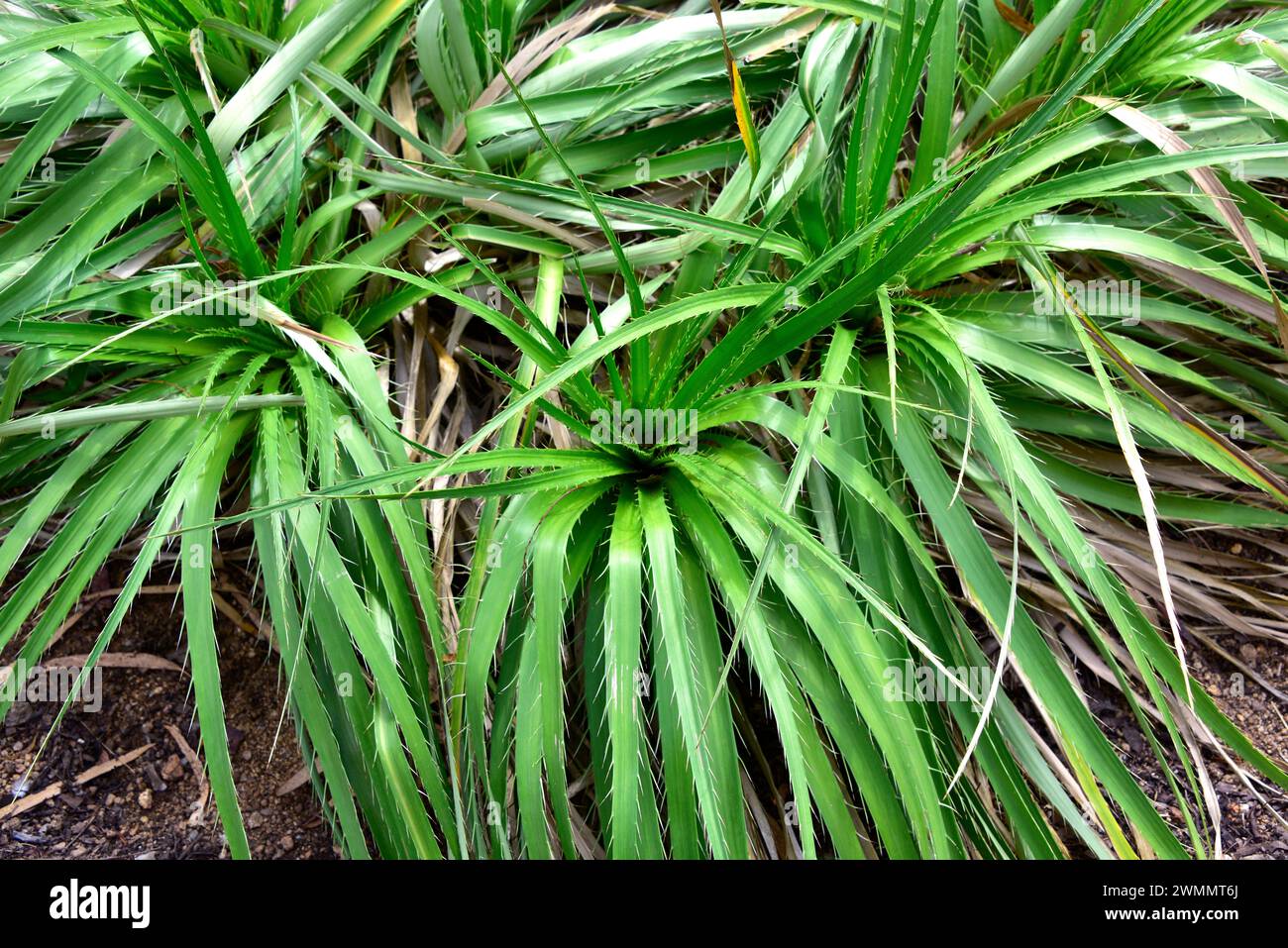 Chaguar (Eryngium paniculatum) is a thorny perennial herb native to ...