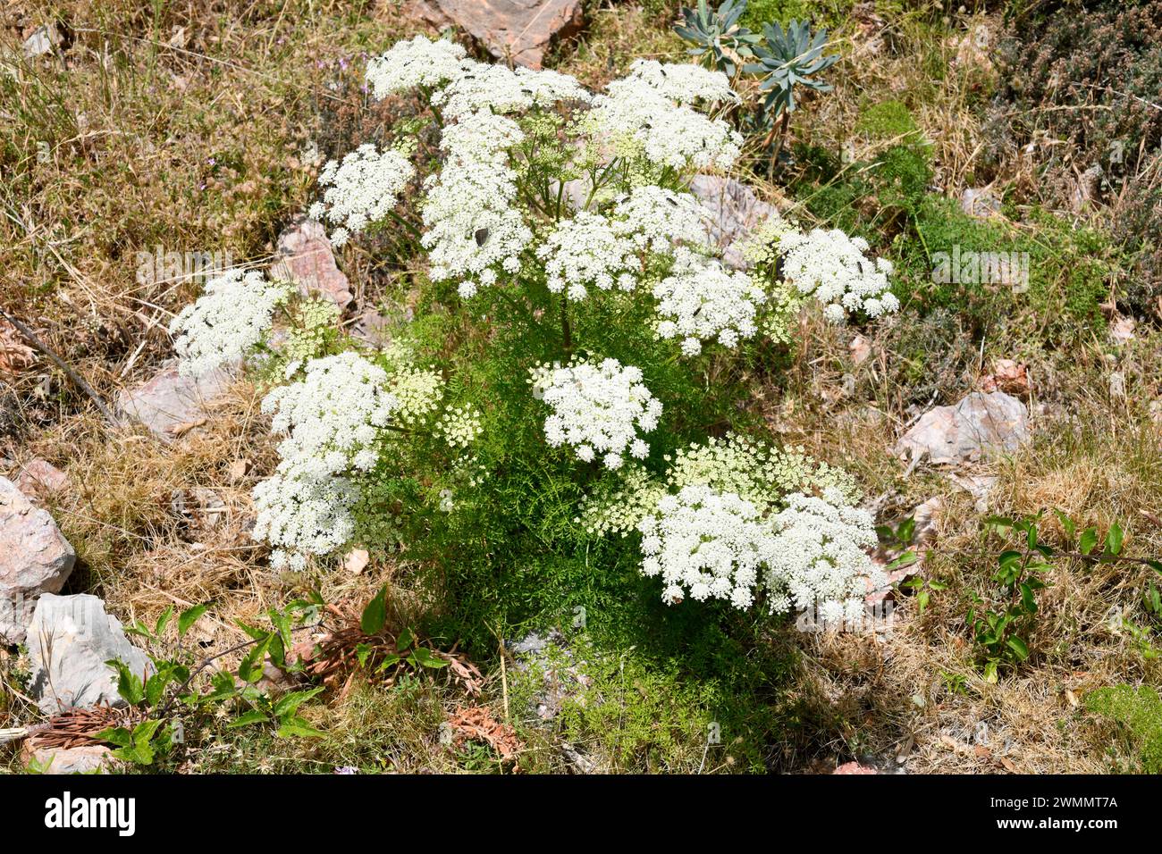 Cominos marranos (Laserpitium gallicum) is a perennial herb native to mountains of eastern Spain, south France and north Italy. This photo was taken i Stock Photo
