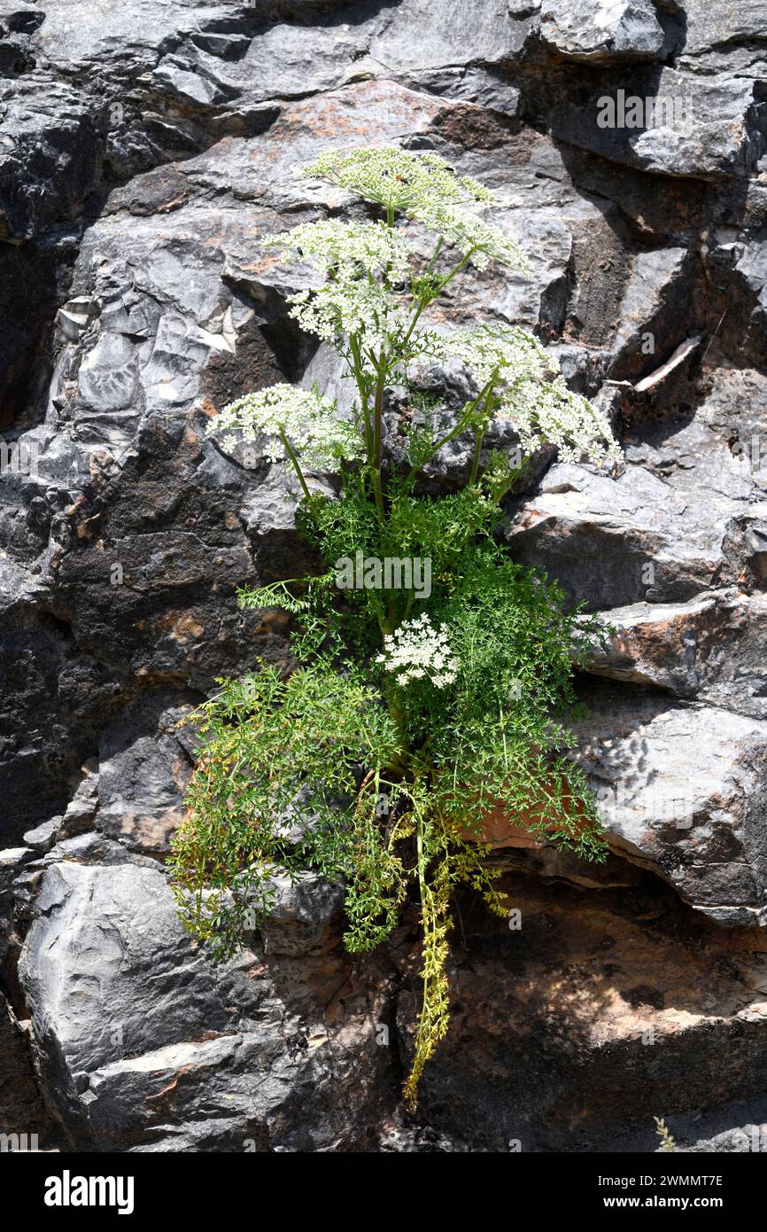 Cominos marranos (Laserpitium gallicum) is a perennial herb native to mountains of eastern Spain, south France and north Italy. This photo was taken i Stock Photo