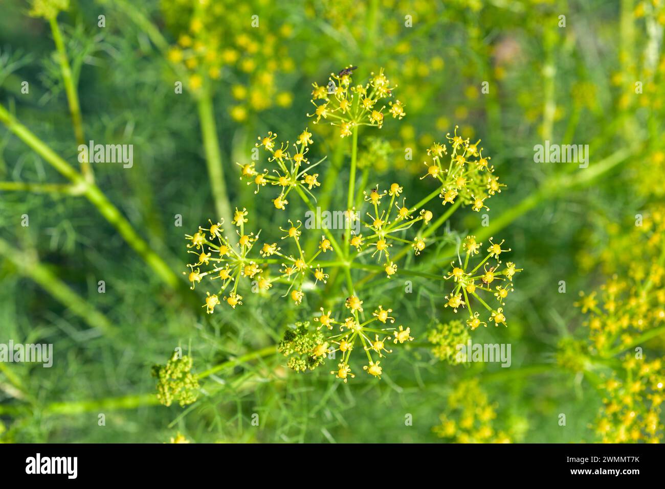 Common basilisk (Prangos ferulacea) is a perennial herb native to southeastern Europe and western Asia. Inflorescence detail. Stock Photo