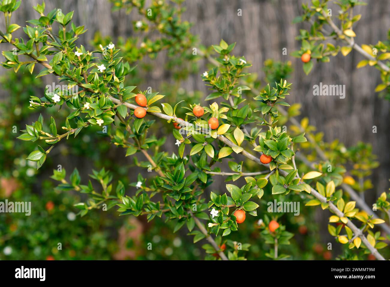 Chain fruit (Alyxia ruscifolia) is a shrub native to Australia. Flowers, fruits and leaves detail. Stock Photo
