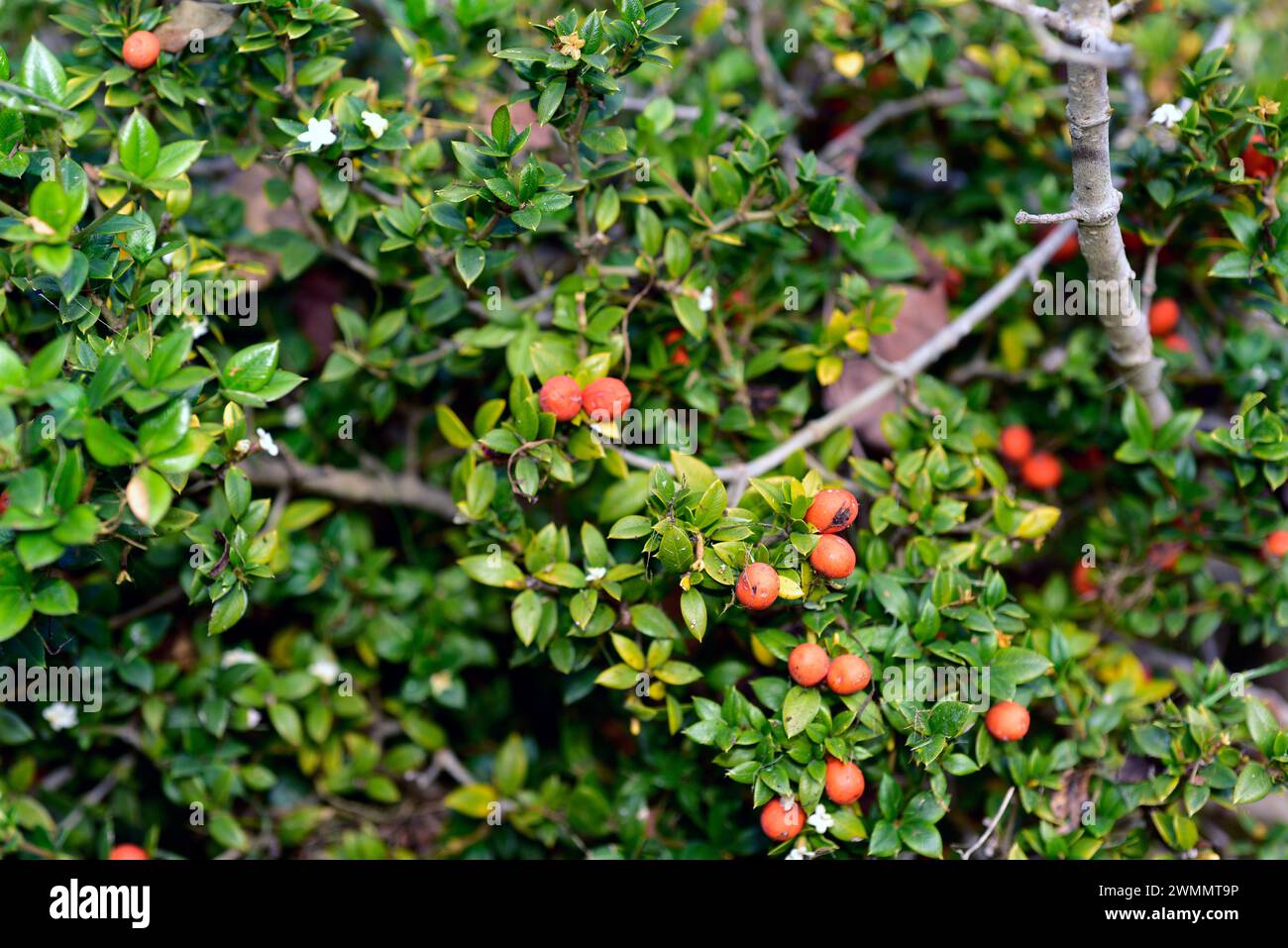 Chain fruit (Alyxia ruscifolia) is a shrub native to Australia. Flowers, fruits and leaves detail. Stock Photo