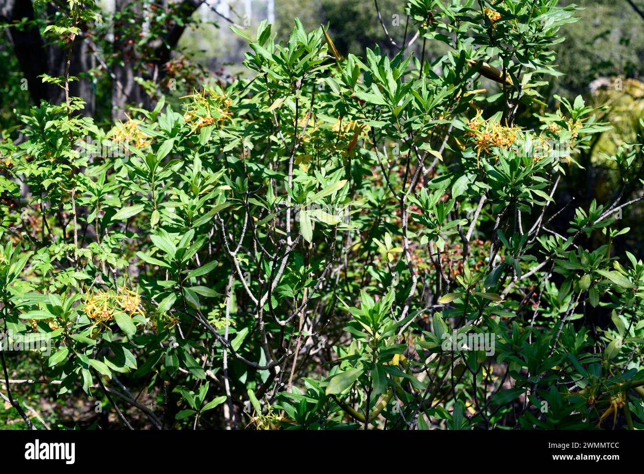 Forest poison rope (Strophanthus speciosus) is ashrub toxic and medicinal native to southern Africa. Flowering plant. Stock Photo
